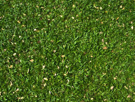 meadow  backgroundの写真素材