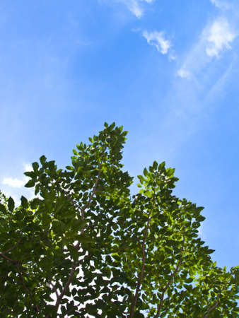 Green leaves on blue skyの写真素材