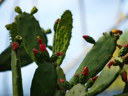 close up of cactus