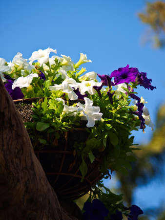 Bush Clockvine , Thunbergia affinis  S  , tropical flowering plant の写真素材