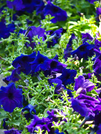 Bush Clockvine , Thunbergia affinis  S  , tropical flowering plant の写真素材