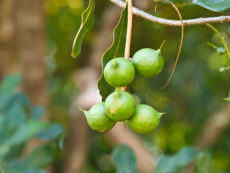 Ripe Macadamia integrifolia , Chiang rai, Thailandの写真素材