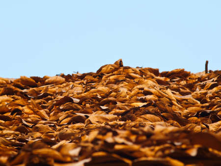 Dried teak leaves used as roof in traditional Northern House in Thailand on blue skyの写真素材