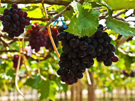 Bunch of red grapes  with green leaves in Wine yard in Nakorn Ratchasima, Thailand