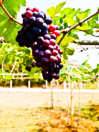 Bunch of red grapes  with green leaves in Wine yard in Nakorn Ratchasima, Thailandの写真素材
