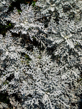 White leaves of Pascuita as background - Euphorbia leucocephala Lotsyの写真素材