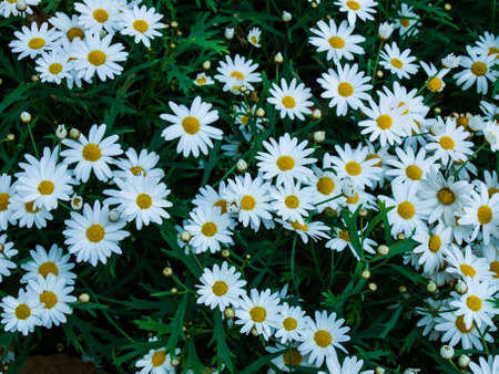 white cosmos flowers in natureの写真素材