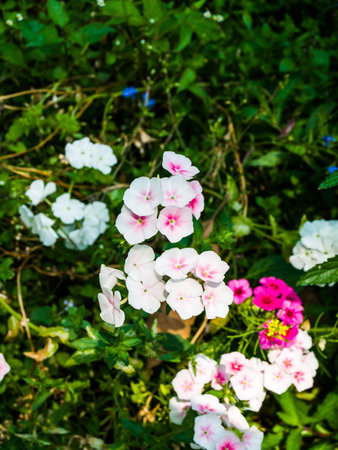 pink geranium flower in nature