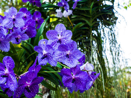 purple vanda orchids in nature from Thailandの写真素材
