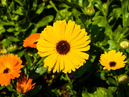 Vibrant Colorful Daisy Gerbera Flowers in natureの写真素材