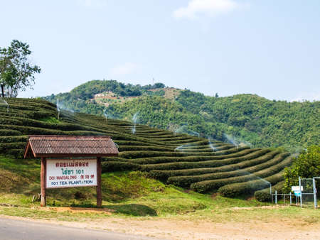 Tea plantation in Chiang Rai, Thailandの写真素材