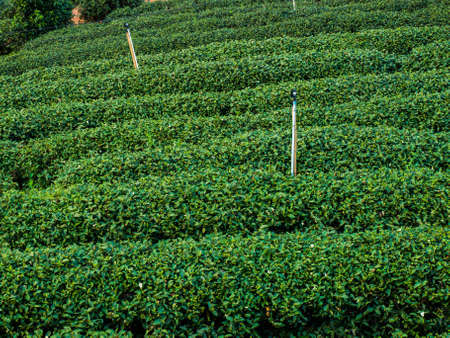 tea plantation in a row in Chiang rai, Thailand.の写真素材