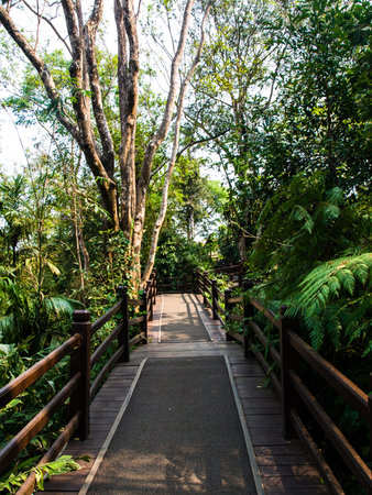Wooden path in tropical forest
