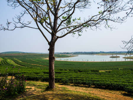 Tea plantation in Chiang Rai, Thailandの写真素材