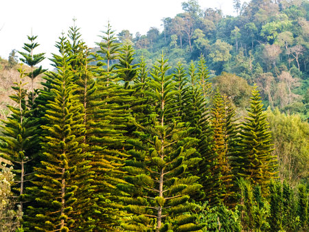 Cedar trees forest in Chang hill, Chiang Rai, Thailand