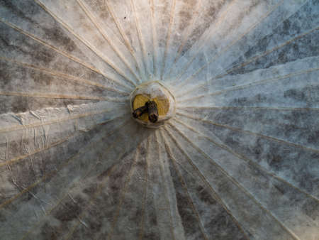 Rice paper umbrella dried in nature in Chiang  mai, Thailandの写真素材