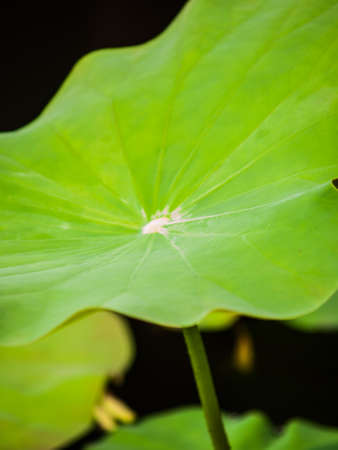 Part of lotus leaf in natureの写真素材