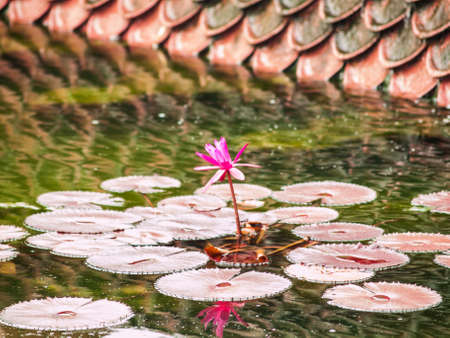 Pink lotus in natureの写真素材