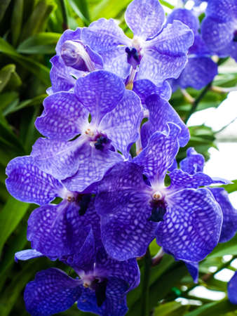 Violet vanda hybrid flower in natureの写真素材