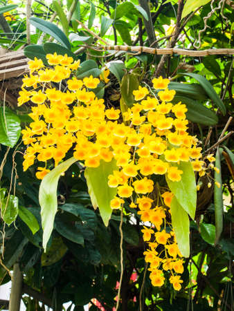 Colorful Orchid Species Yellow Dendrobium lindleyi flower in natureの写真素材