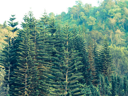 Cedar trees forest in Chang hill, Chiang Rai, Thailand: Filtered image:cross processed vintage effect.の写真素材