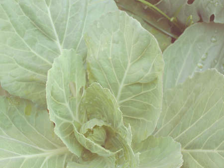 fresh cabbage in vintage styleの写真素材