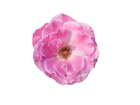 pink roseisolated on whiteの写真素材