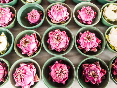 Thai traditional  folded white and pink lotus  in small green ceramic bowls for paying homage to hindu godsの写真素材