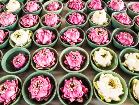 Thai traditional  folded white and pink lotus  in small green ceramic bowls for paying homage to hindu godsの写真素材