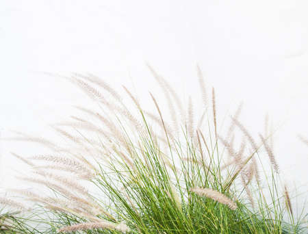 reeds of grass isolated on white backgroundの写真素材
