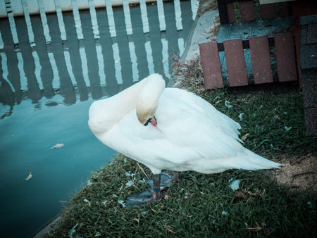 Swan cleaning its Plumageの写真素材