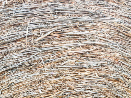 Closeup of  hay backgroundの写真素材