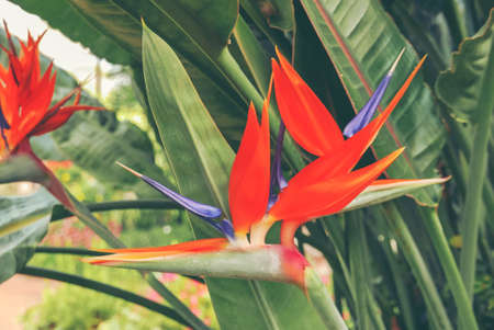 Fresh orange bird of paradise flower bunch in daytime in nature for passion, relaxation, travel, season, time, holiday, agriculture and beauty conceptの写真素材
