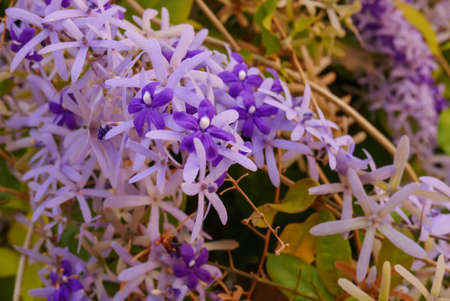 Fresh purple wreath flower bunch in daytime in nature for passion, relaxation, travel, season, time, holiday, agriculture and beauty conceptの写真素材