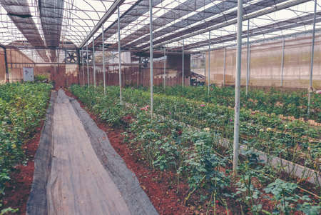 Cultivated roses rows in glasshouse in daytime in rural area for agritourism, agrotourism, plantation, work, agriculture, career, travel, season, time, holiday and vocational concept in vintageの写真素材