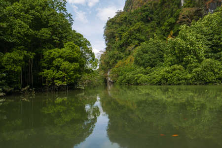 Tropical mangrove forest in summer in Thailand along coastal in Phangnga Bay national park, for environment, relaxation, travel, journey, season and climate change conceptの写真素材