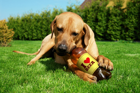 Dog drinking beer Tosa inu cute puppy lying on the grass and drinking beer                           の写真素材