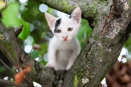 Cute little kitten on the tree in garden.  Cat climbing the treeの写真素材