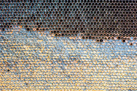 Beehives. The Honeycomb and Bee Reproduction