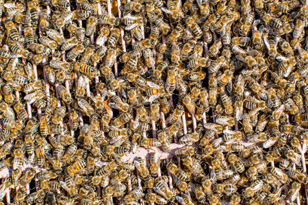Honey Bees Working. Bees inside a beehive