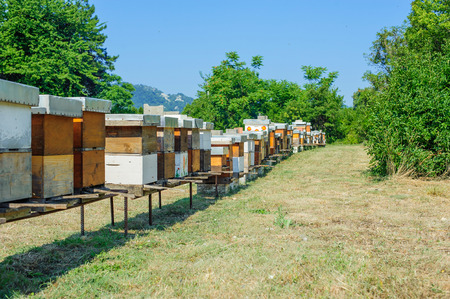 Beehives. The Honeycomb and Bee Reproductionの写真素材