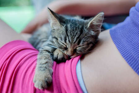Small and cute kitten sleeping in lap on little girlの写真素材