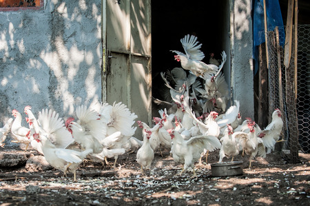 Chickens on traditional free range poultry farm in Montenegroの写真素材