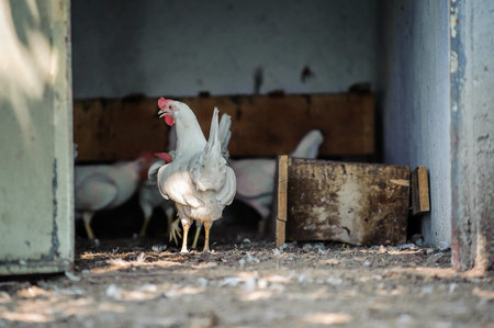 Chickens on traditional free range poultry farm in Montenegro