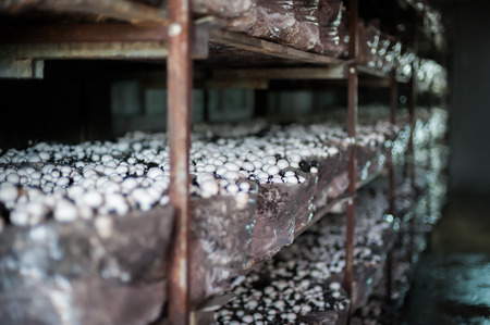 Collection of fresh champignons on a mushroom productionの写真素材
