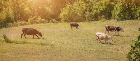 Cows and bulls grazing on a green field. Domestic animalsの写真素材
