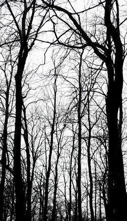 Abstract bare tree branchesの写真素材