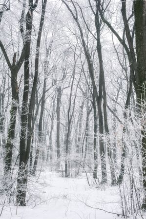 Magic foggy and frozen winter forest scene. Misty landscape backgroundの写真素材