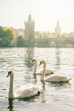 Panorama on Charles Bridge in Prague in the eveining with swansの写真素材
