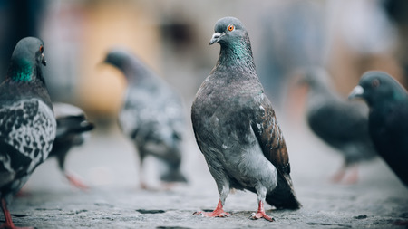 Flock of Pigeons on the street. Dove crowd bunch. Close up. View from animal floor perspectiveの写真素材